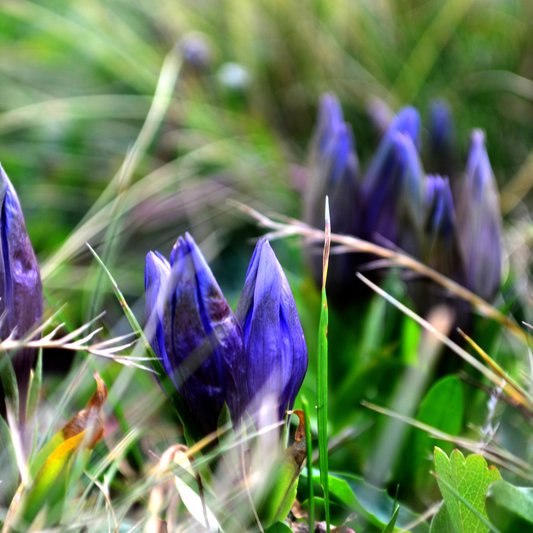 How to Revive Your Garden After Winter: Tips for a Thriving Spring Landscape