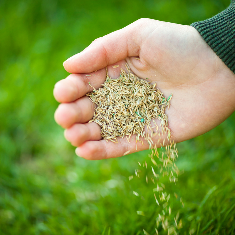 Overseeding 101: How to Repair Summer Lawn Damage Before Fall