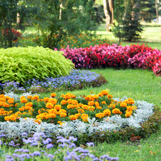 The Best Plants and Flowers to Grow in Ontario This Spring