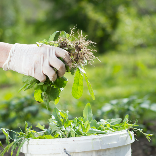 The Ultimate Late Summer Weed Control Guide (Before They Spread in Fall)