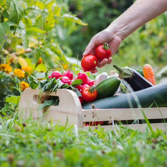 Organic Gardening 101: How to Grow a Chemical-Free Spring Garden