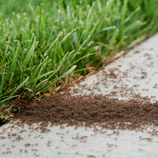 Pest Control for Lawns: How to Stop Grubs and Other Spring Invaders