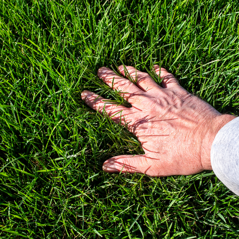Lush green lawn being maintained in summer at a Kitchener-Waterloo Ontario residential property — lawn maintenance routine guide
