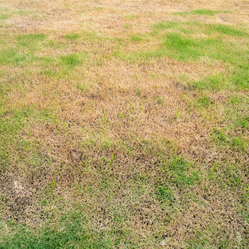 Brown lawn patches caused by white grub infestation in an Ontario residential backyard — lawn pest control guide