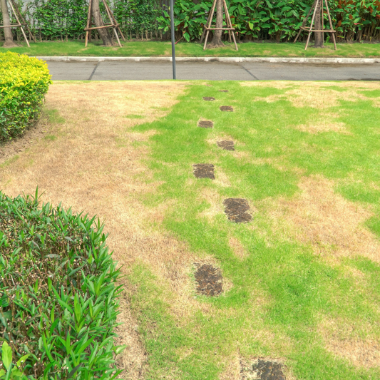 Your Lawn Is Telling You It Needs Help. Are You Listening?