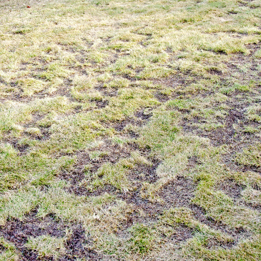 Overcoming Winter Lawn Damage: How to Revive Your Grass for Spring