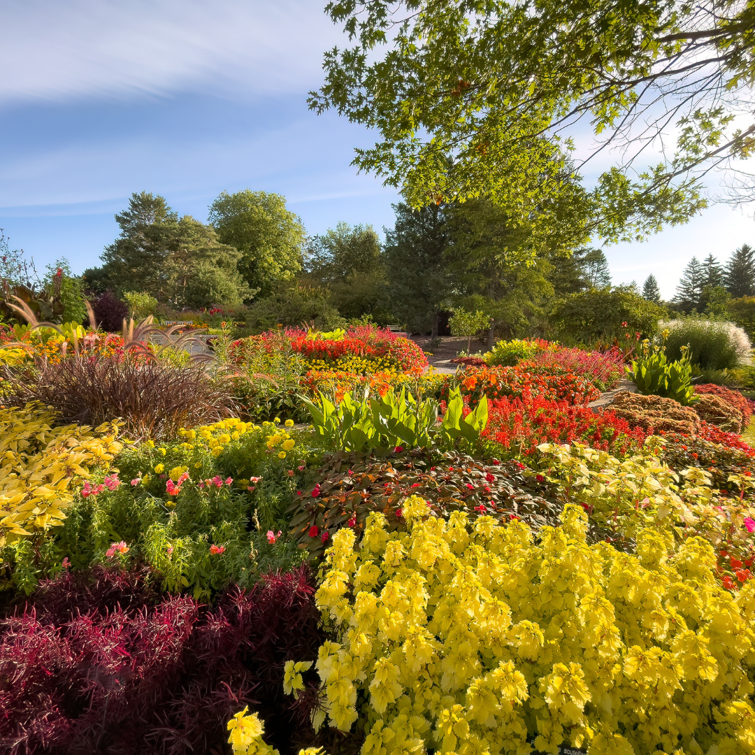 The Best Fall Plants for Ontario Gardens