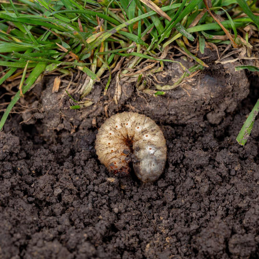 Grub Control in Ontario: Stop Pests Before They Destroy Your Lawn This Fall