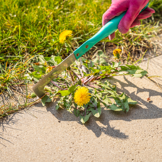 Weed Prevention Strategies That Actually Work (Ontario Homeowner Guide)